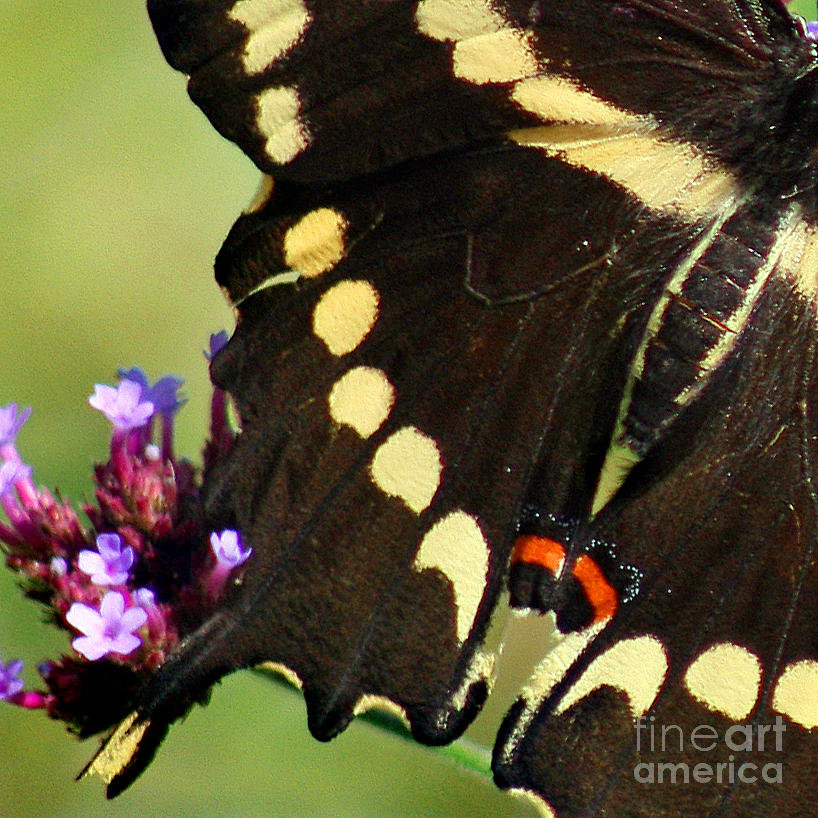 Giant Swallowtail Butterfly Wings Square Photograph by Karen Adams