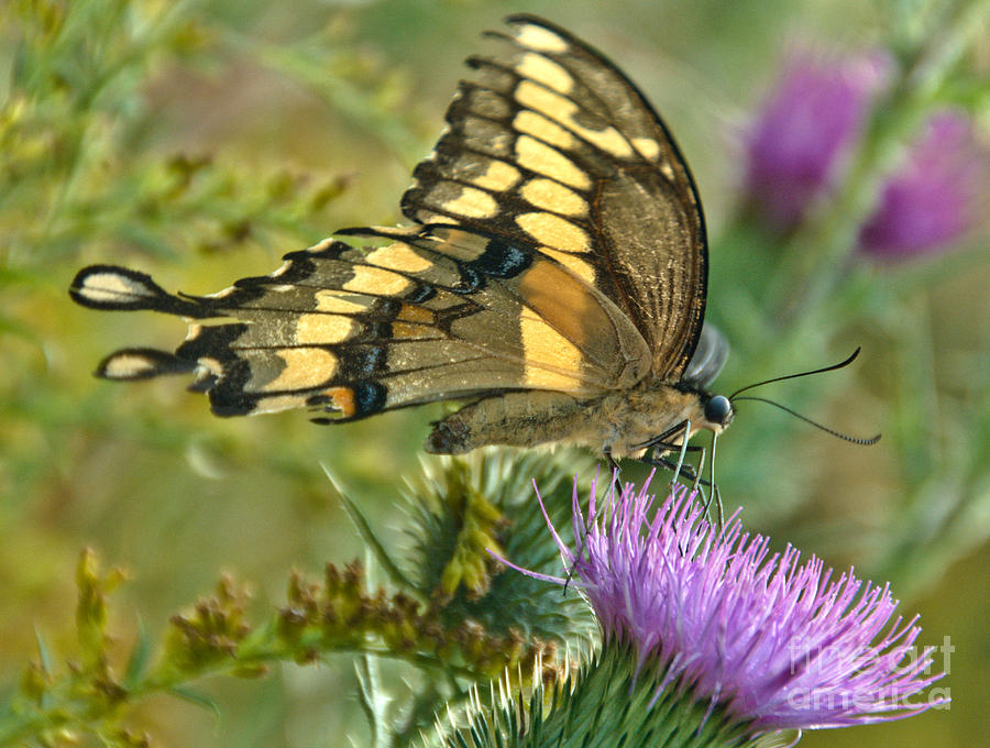Giant Swallowtail on Thistle #1 Photograph by Cheryl Baxter