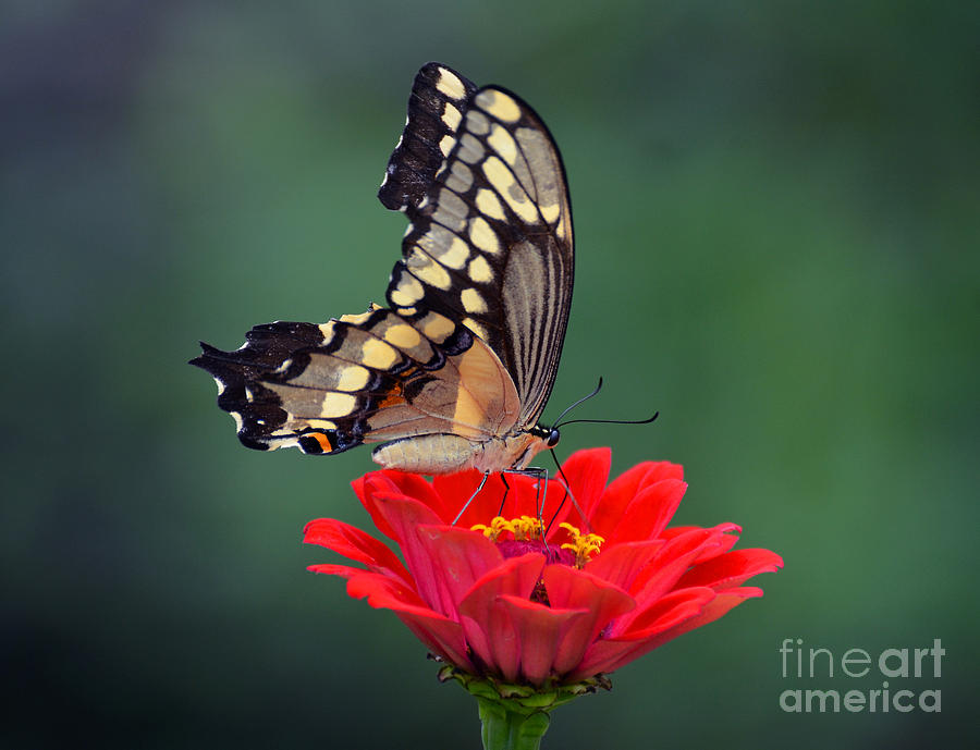 Giant Swallowtail #1 Photograph by Rodney Campbell