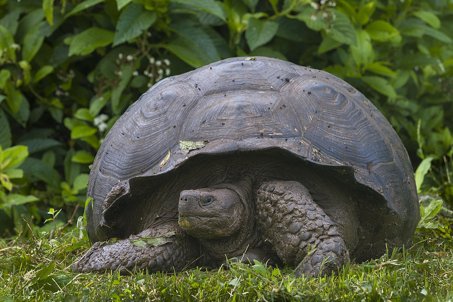 Giant Tortoise #1 Photograph by John Shaw