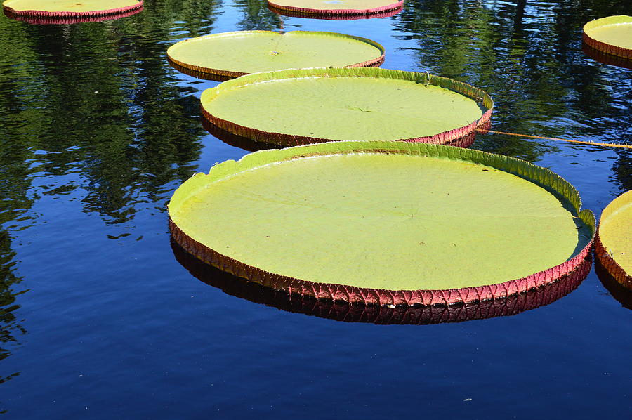 Giant Water Lily #1 Photograph by Curtis Krusie