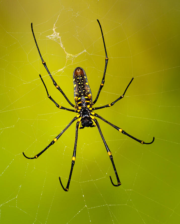 Giant wood orb spider Photograph by Robert Jensen - Fine Art America