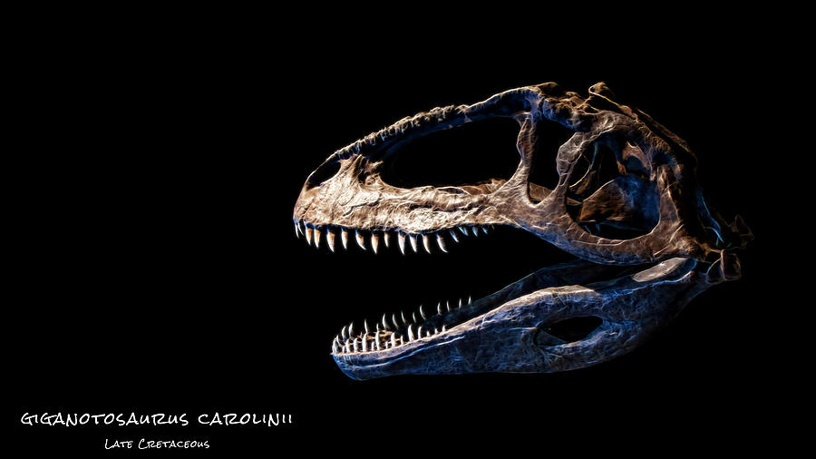 Giganotosaurus Skull 3 #2 Photograph by Weston Westmoreland