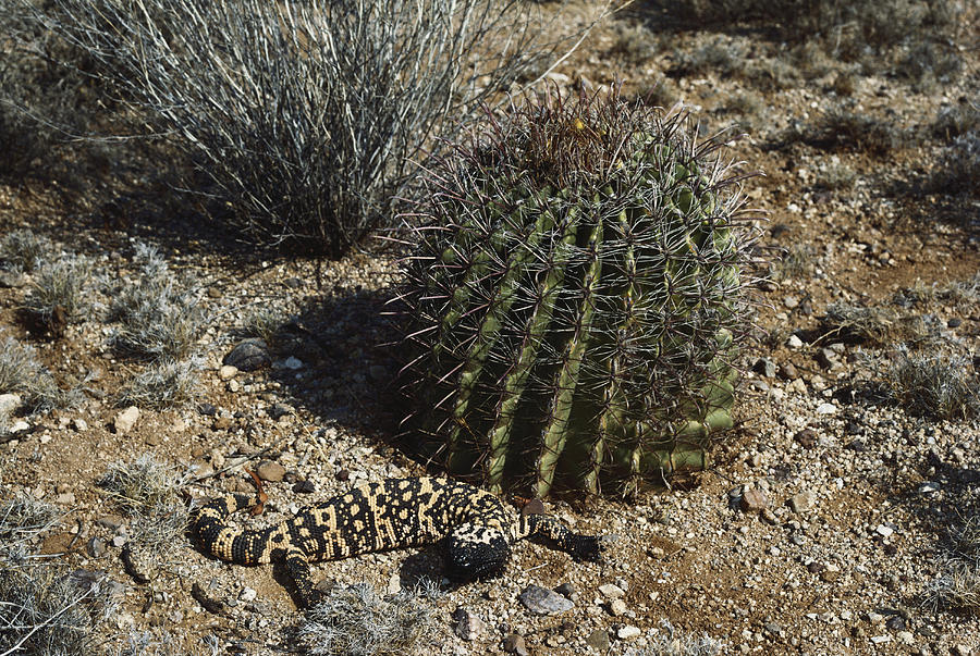 Gila Monster #1 Photograph by Gerald C. Kelley