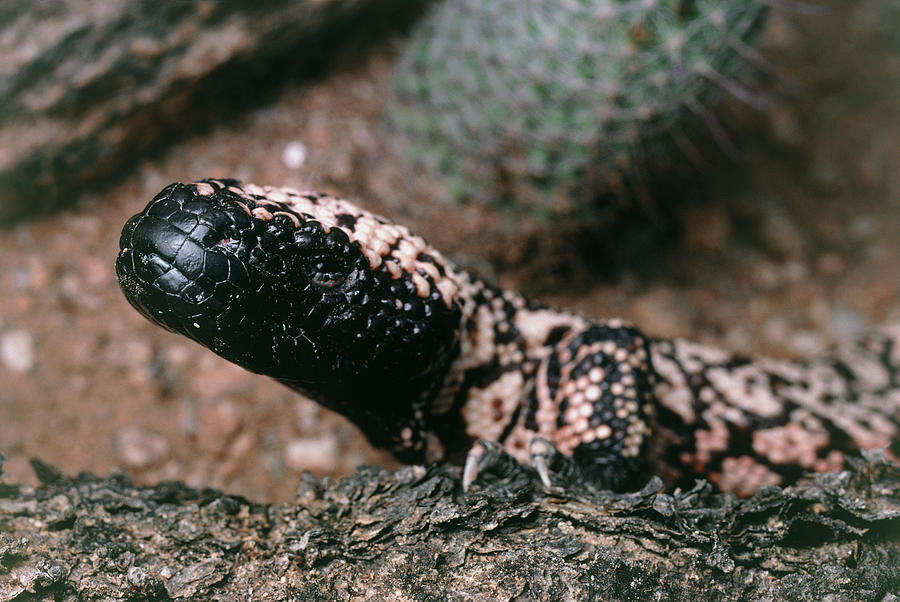 Gila Monster #1 Photograph by Keith Kent/science Photo Library