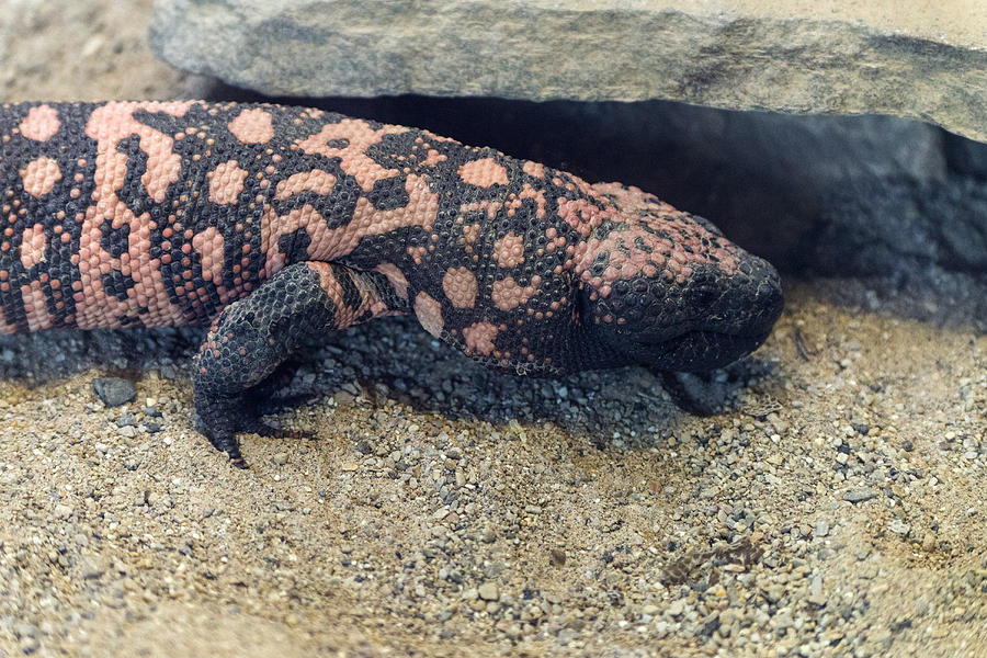 Nature Photograph - Gila Monster #1 by Mark Newman