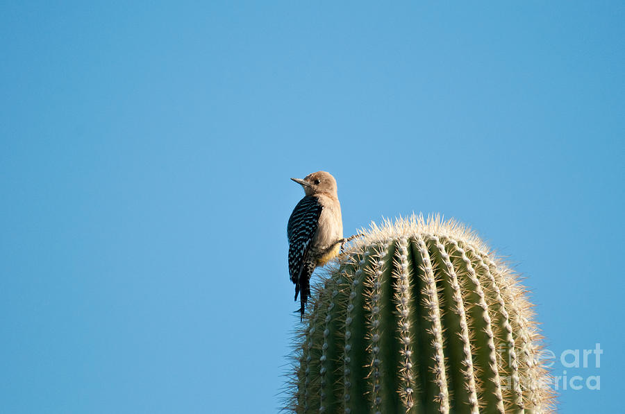 Gila Woodpecker #1 Photograph by Mark Newman