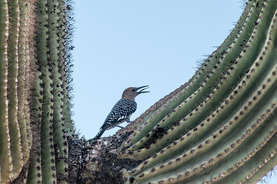 Gila Woodpecker #1 Photograph by Tam Ryan
