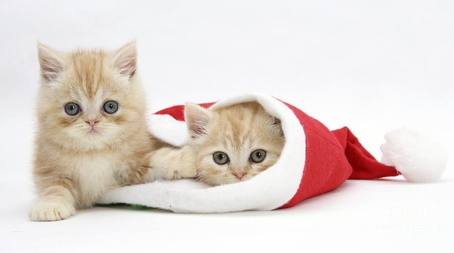 kitten christmas hat