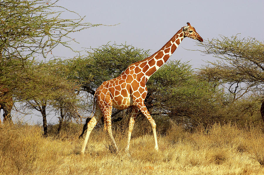 Nature Photograph - Girafe Reticulee Giraffa Camelopardalis #1 by Gerard Lacz