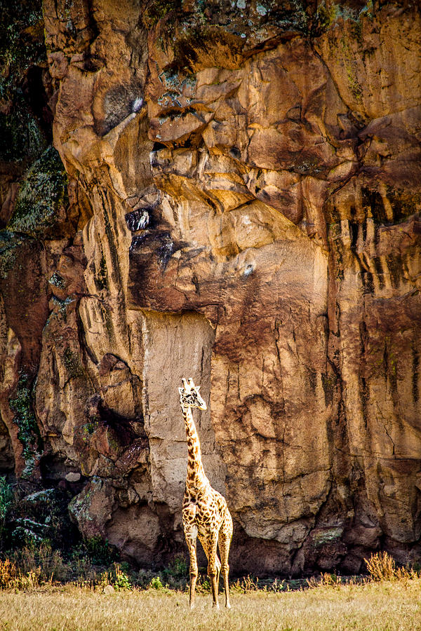 Giraffe Against The Rocks Color #1 Photograph by Mike Gaudaur