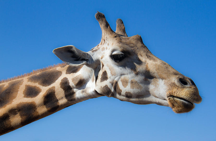 San Diego Photograph - Giraffe #1 by Amelia Kraemer