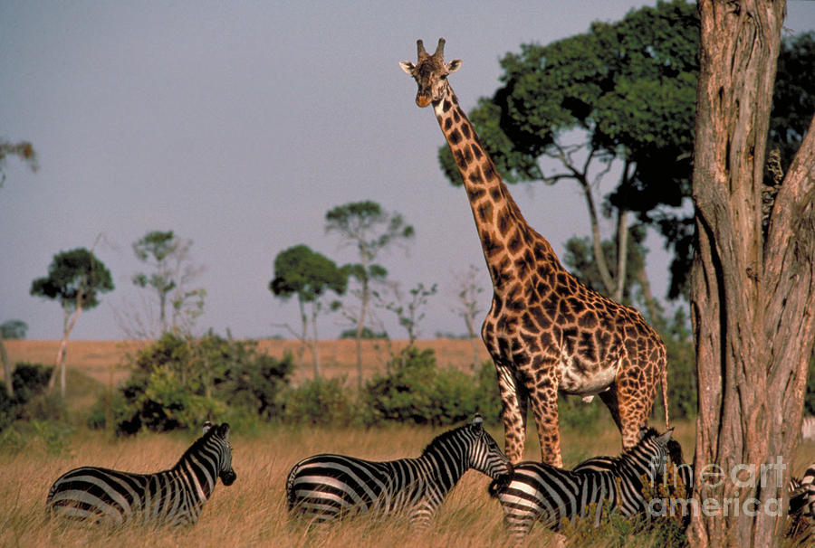 Giraffe And Zebras #1 Photograph by Gregory G. Dimijian