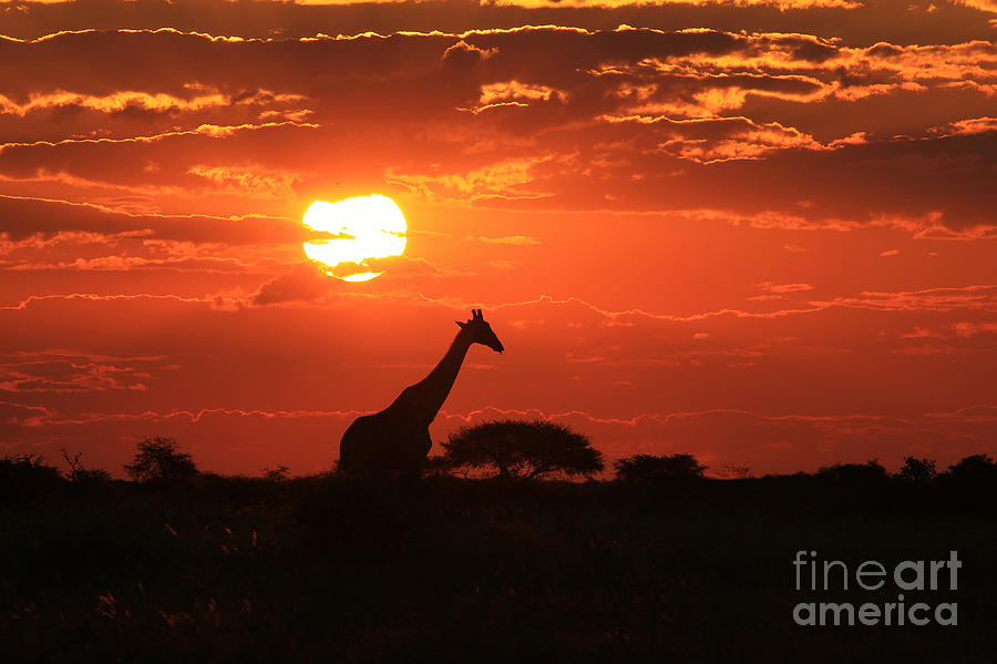 Giraffe Bull Solitude Photograph by Andries Alberts - Fine Art America