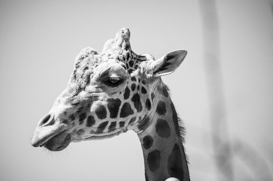 Giraffe Photograph - Giraffe #1 by Casey Merrill