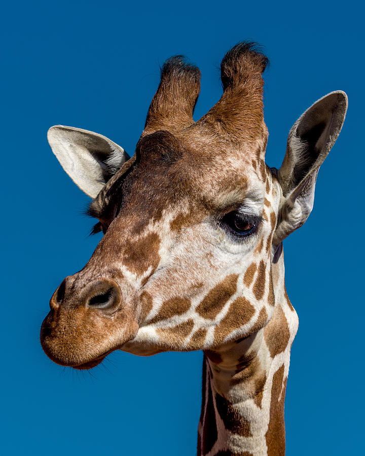 Giraffe Photograph - Giraffe #1 by Ernest Echols