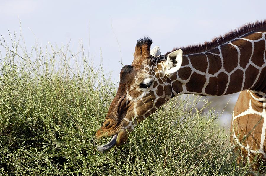 Giraffe Feeding Photograph By Dr P. Marazzi/science Photo Library