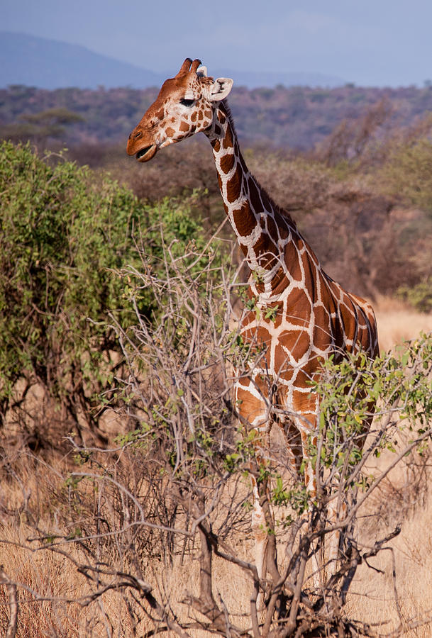 Giraffe #1 Photograph by Jim DeLillo