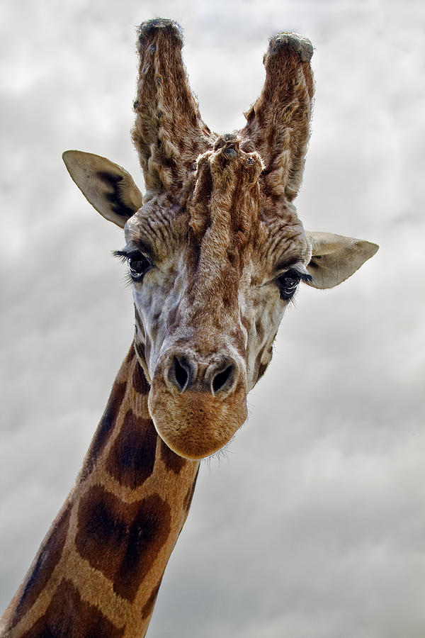 Giraffe Photograph by Marcia Colelli | Fine Art America