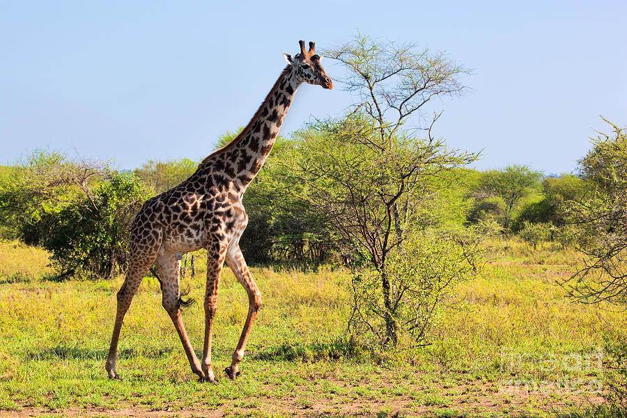 Giraffe on savanna. Safari in Serengeti #1 Photograph by Michal Bednarek