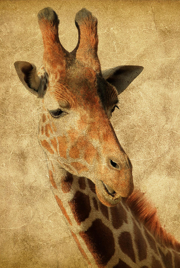 Giraffe Portrait #2 Photograph by Athena Mckinzie