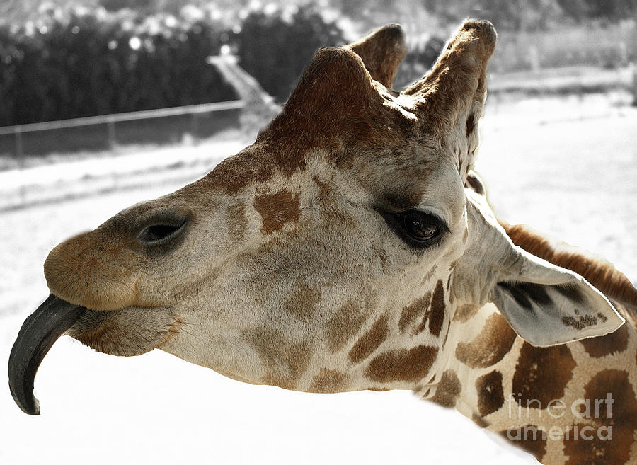 Giraffe #1 Photograph by Raymond Earley
