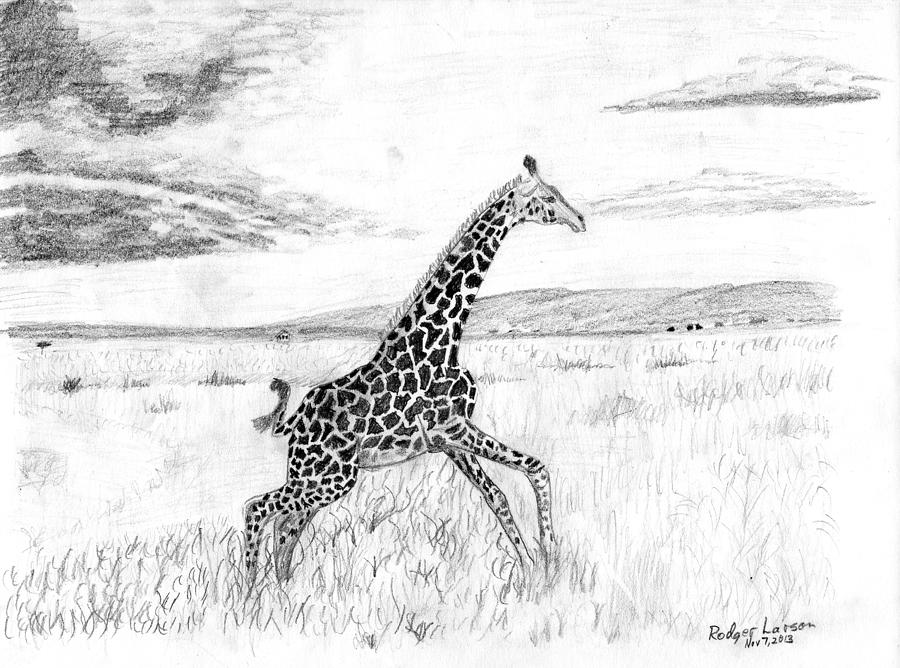 Animal Drawing - Giraffe Running #1 by Rodger Larson