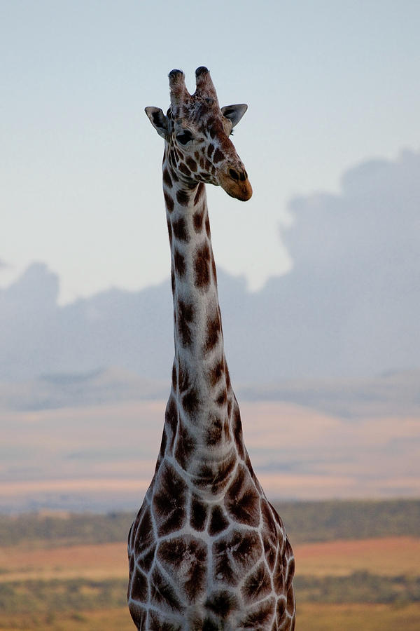 large free standing giraffe