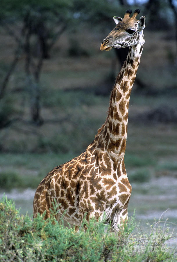 Giraffe #1 Photograph by William H. Mullins