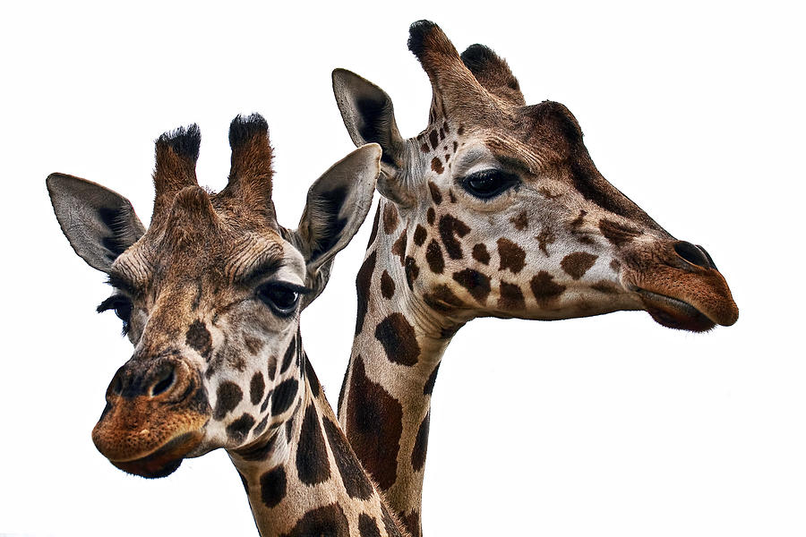 Wildlife Photograph - Giraffes #1 by Marcia Colelli