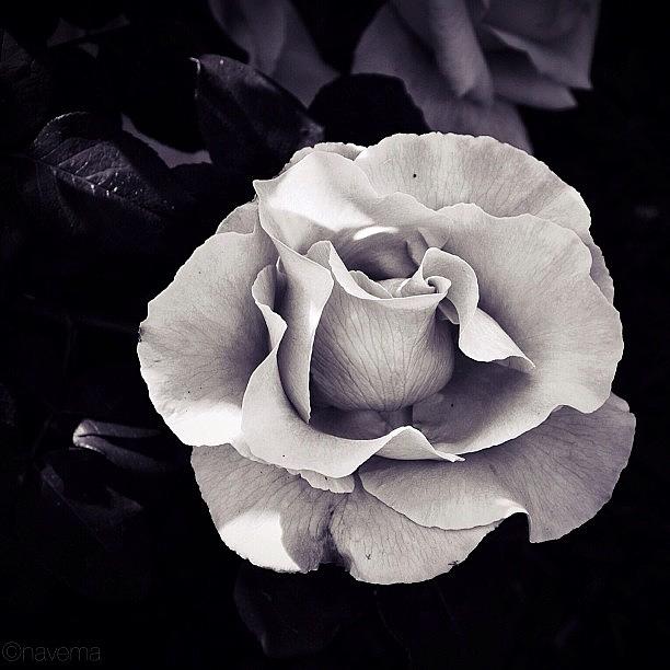 Glacier Rose #1 Photograph by Natasha Marco
