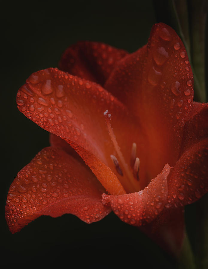 Gladiolus II  Dew Drops Photograph by Richard Macquade