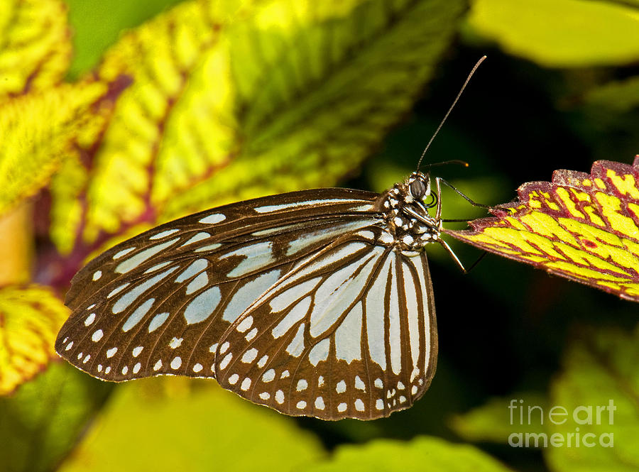Nature Photograph - Glassy Blue Tiger Butterfly #1 by Millard H. Sharp