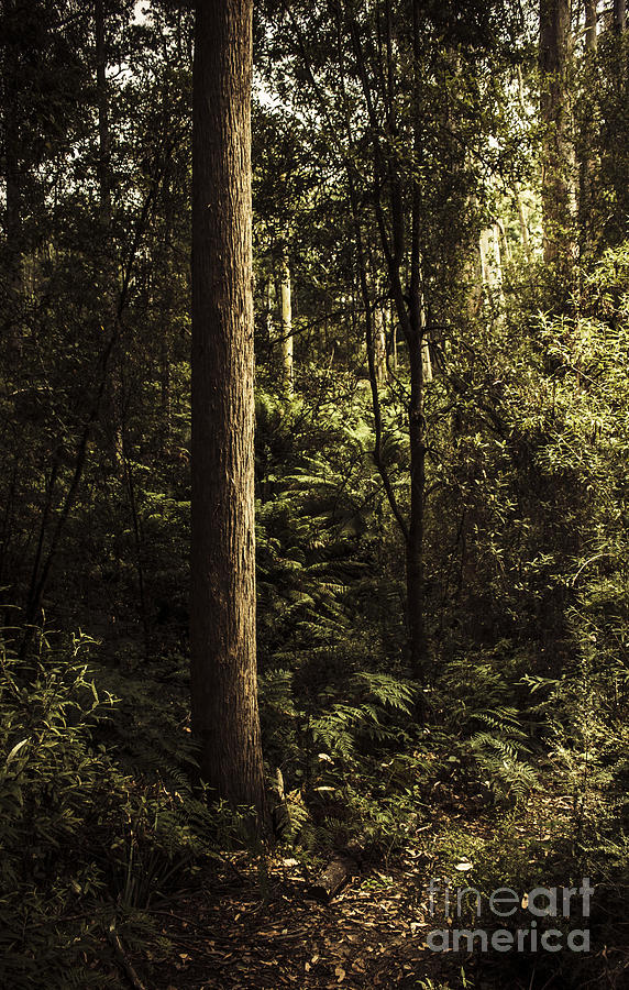 Nature Photograph - Glengarry Tasmania bush forest in Australia #1 by Jorgo Photography