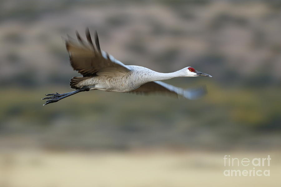 Crane Photograph - Gliding by Sandhill Crane  by Bryan Keil