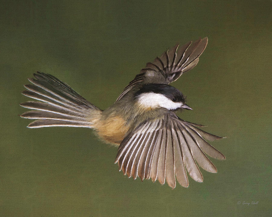 Gliding Through the Spruce #2 Digital Art by Gerry Sibell