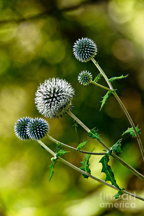 Globe Thistle by Michael Cummings Globe Thistle by Michael Cummings
