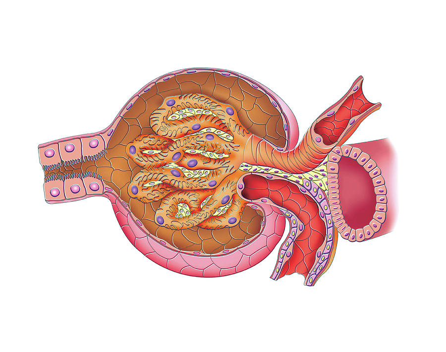 Glomerular Capsule #1 Photograph by Asklepios Medical Atlas