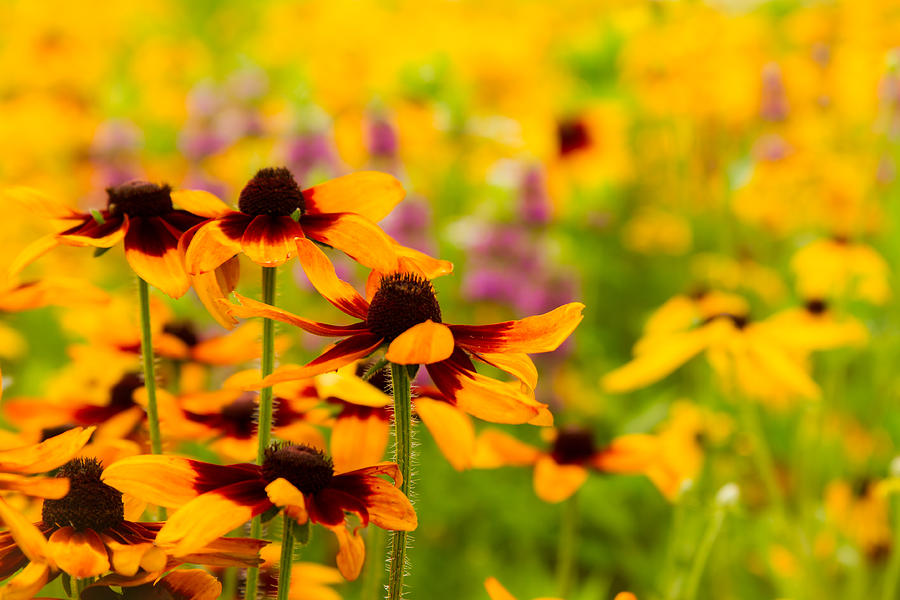 Gloriosa Daisy Wildflowers Photograph by Ron Pate