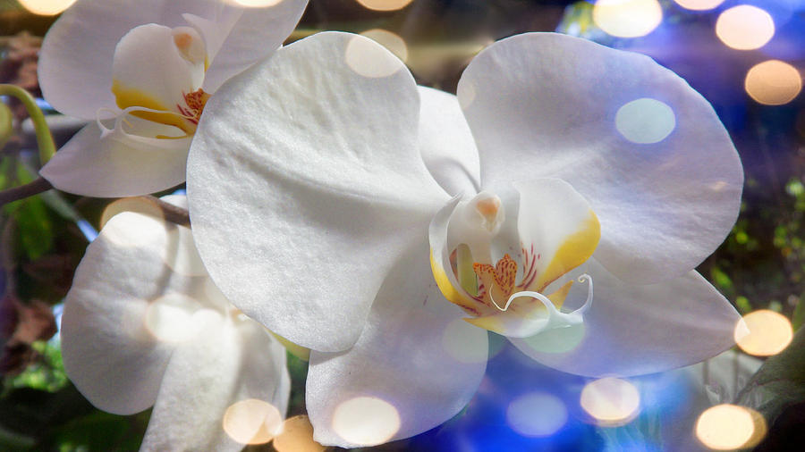 Glorious Orchids #5 Digital Art by Xueyin Chen