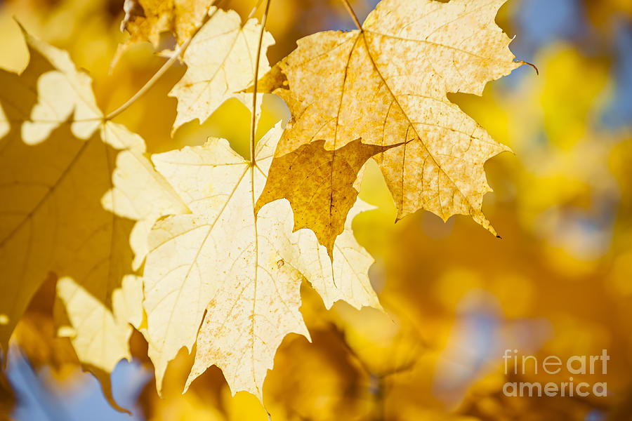 Glowing fall maple leaves Photograph by Elena Elisseeva