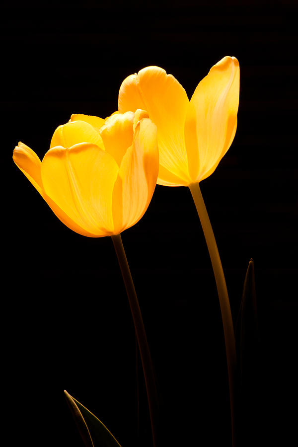 Glowing Tulips II Photograph by Ed Gleichman