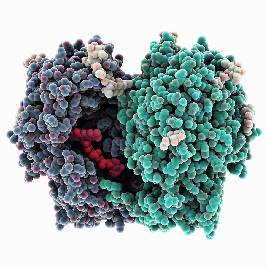 Glucose Oxidase Molecule