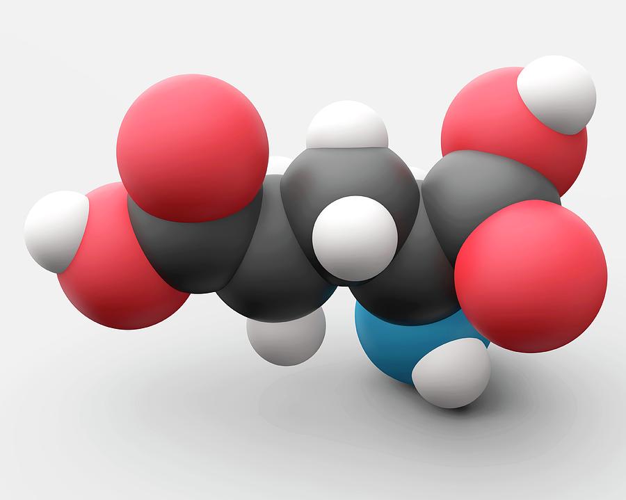 Glutamic Acid Amino Acid Molecule Photograph by Carlos Clarivan/science ...