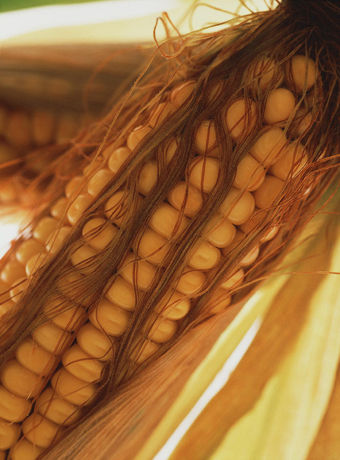 Genetic Engineering Photograph - Gm Maize #1 by Chris Knapton/science Photo Library