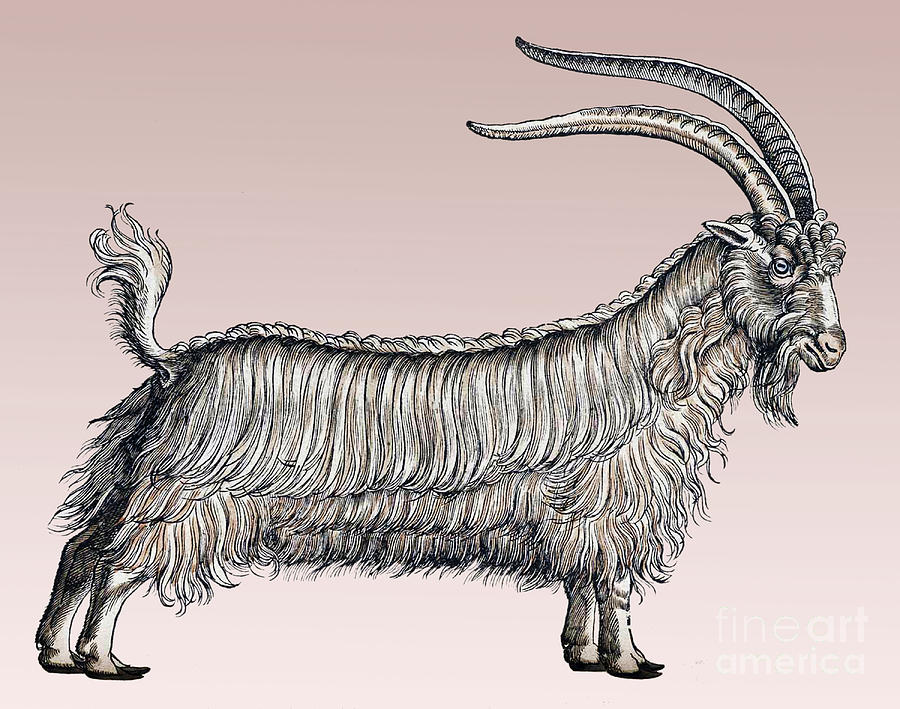 Goat, Historiae Animalium, 16th Century #1 Photograph by Science Source