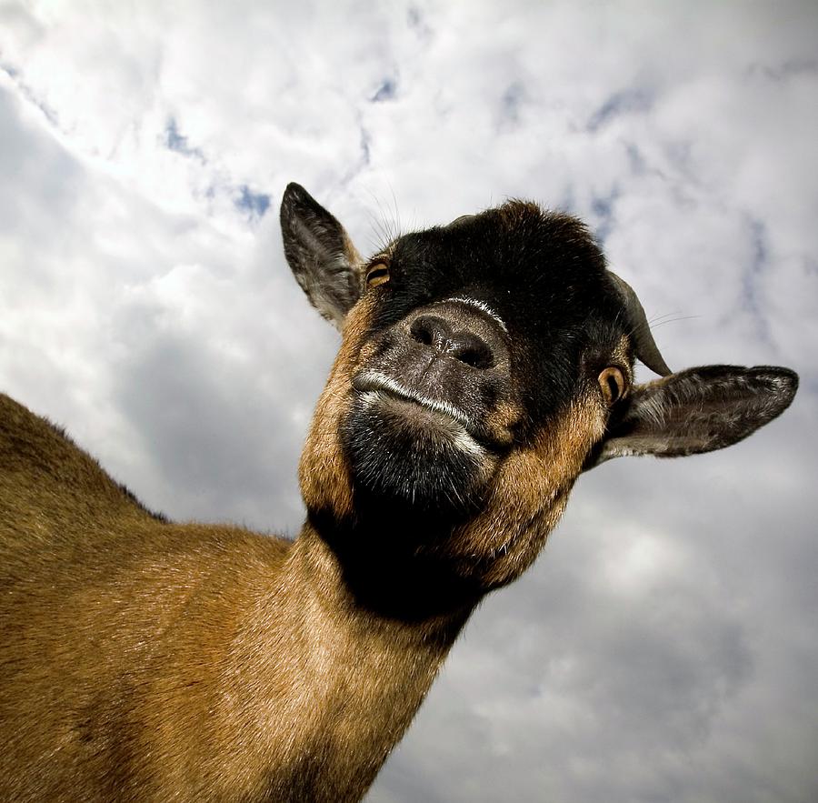 Nature Photograph - Goats Head #1 by Pascal Broze/reporters/science Photo Library