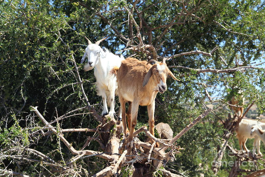 Goat Photograph - Goats in Argan Tree #1 by Sophie Vigneault
