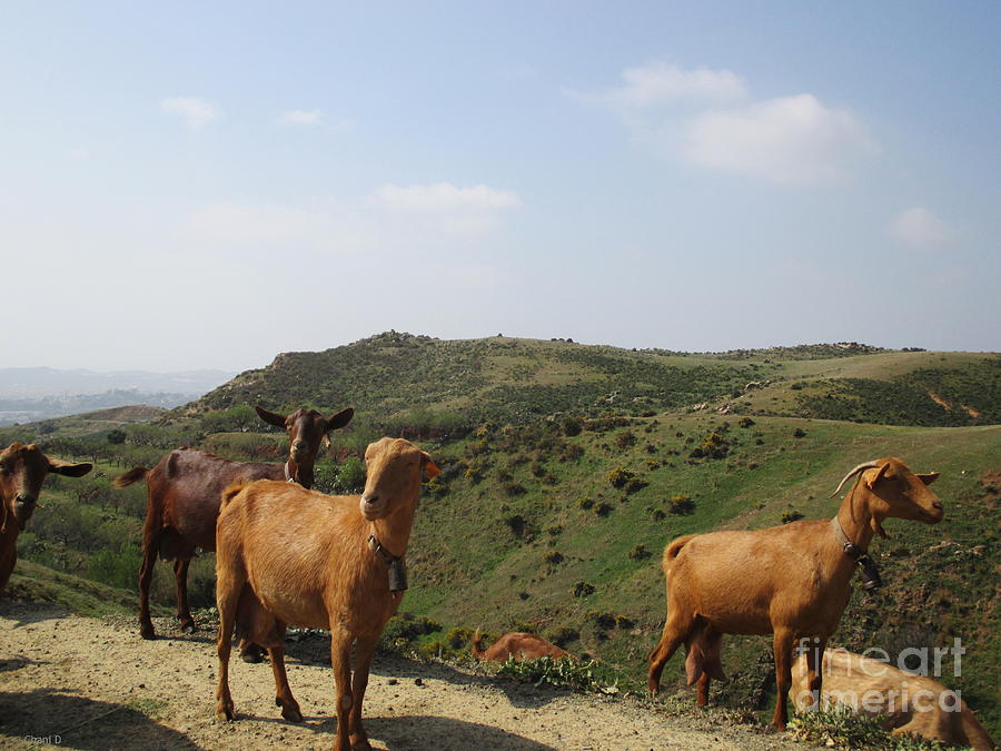 Goats near Mijas #1 Photograph by Chani Demuijlder
