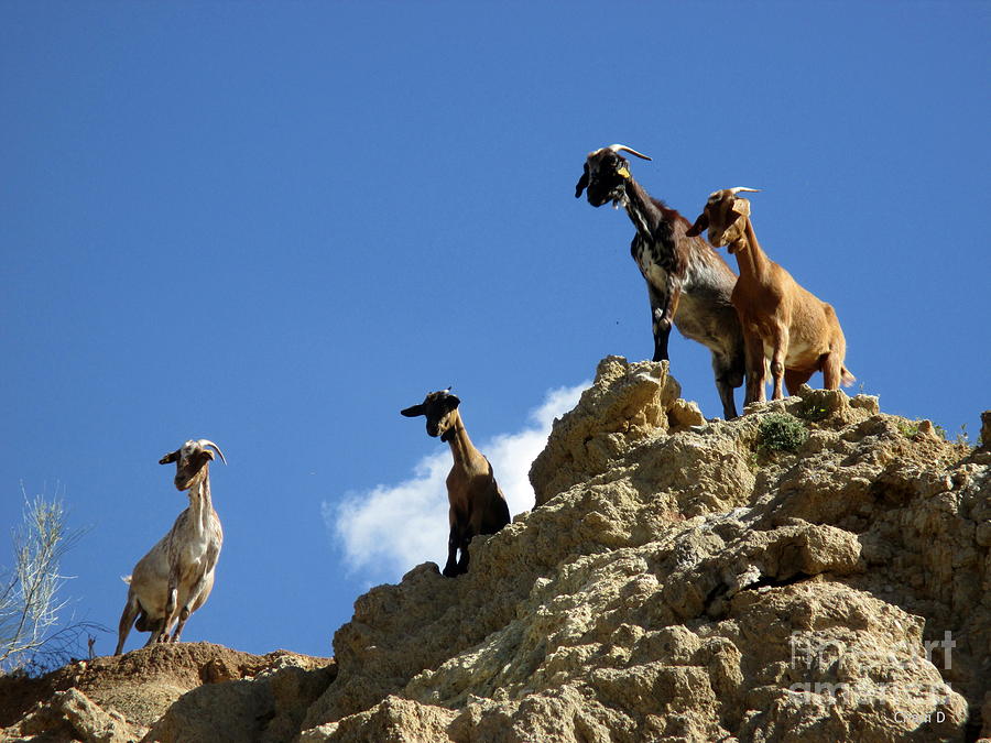 Goats near Olvera #1 Photograph by Chani Demuijlder